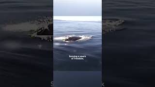 Diver Thought It Was Too Late To Save Lifeless Humpback Whale Until  The Dodo [upl. by Osner]