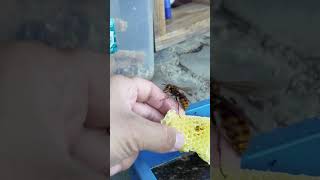 Rescuing a Hornet Queen from Drowning [upl. by David]