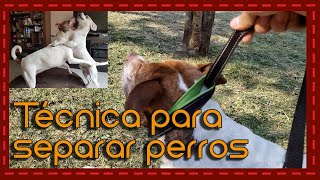 Tip Técnica de ahogamiento para separar perros peleando [upl. by Shandee792]