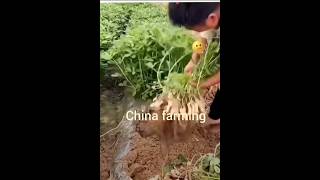 China farming 🧺 music funk culture agriculture trending [upl. by Ailuy]