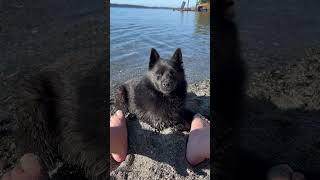 Schipperke nearly drowns in a killer tide [upl. by Alym494]