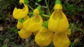 Calceolaria Phillippi [upl. by Girish]