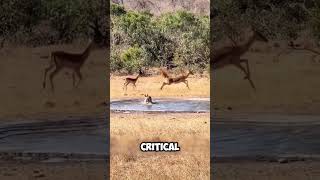 Antelopes Narrow Escape from a Hunting Dog [upl. by Crispa]