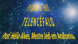 Telencéfalo [upl. by Annodas]