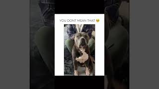 Funny dog compilation funny viralvideo viralreels viralshorts [upl. by Fredericka427]