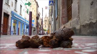 PRADES LA CrOQUETTE quand un chie ouah ouah mange 15 boites de Canigou [upl. by Ilera857]