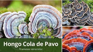 Hongo Cola de Pavo Trametes versicolor 2023 [upl. by Stepha]