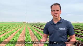 Benefits of TRIANUM in lettuce crop in Spain [upl. by Anaylil]