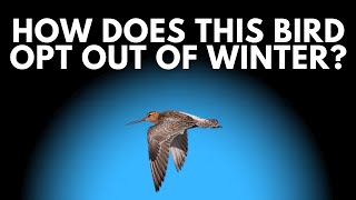 Ep 260 ► How Does the BarTailed Godwit Make the Longest Migration Every Year [upl. by Hedberg]