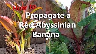 Step by Step Instructions to Propagate Over 20 Red Abyssinian Ensete Maurelii Banana Plants [upl. by Elbon]