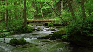 Forest River flowing in Early Morning Relaxing River Sounds White Noise for Sleep Meditation [upl. by Esinart276]