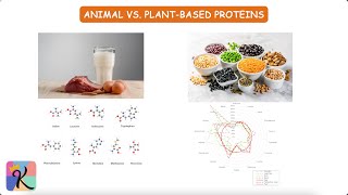 The Role of Protein in Our Diet Everything You Need to Know [upl. by Anilosi385]