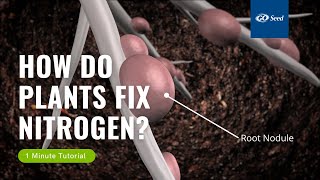 In 1 Minute How Do Plants Fix Nitrogen [upl. by Sabec554]