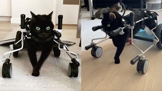 Adorable Cat With Cerebellar Hypoplasia Lives Her Best Life [upl. by Suraved]