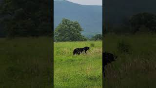 Cades Cove TN bear [upl. by Zetes30]