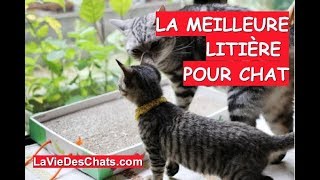 La litière pour chat recommandée 🐱 Le test [upl. by Anoel130]