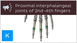 Proximal interphalangeal joints of 2nd4th fingers  Anatomical Terms Pronunciation by Kenhub [upl. by Birgit]