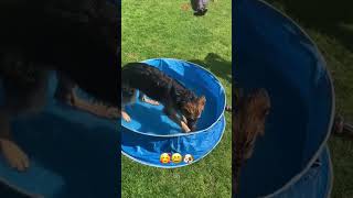 Playing in the paddling pool 🐶😄❤️ gsdpuppy germanshepherd gsdpups gsdplaying cutepuppy [upl. by Lal]