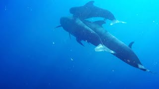 Melon headed Whales [upl. by Ashok]