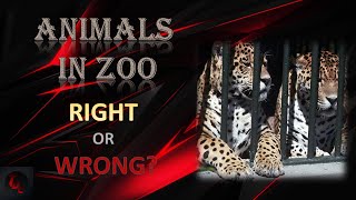 Is it right to keep animals in Zoo  Debate4  The Debate Club [upl. by Wivinia]