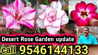 Desert Rose Garden update garden desertrose adenium babluadenium [upl. by Ahsille521]