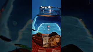 Guppy fish bowl music fish guppyfish 💚 [upl. by Hauger]