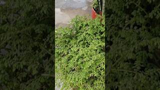 Pilea microphylla shortvideo reels [upl. by Okomot]