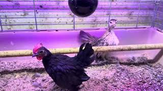 World’s Smallest Chicken Breed SERAMA Rooster’s HUGE CROW [upl. by Gnuy]