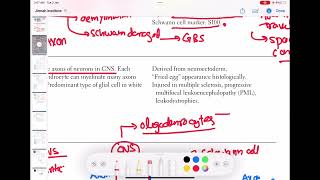 Oligodendrocytes neurology 19  First Aid USMLE Step 1 in UrduHindi [upl. by Kellby]