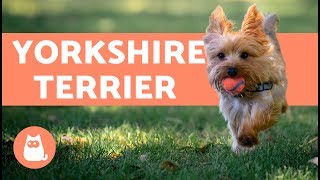 YORKSHIRE TERRIER  Características cuidados e adestramento [upl. by Eeltrebor]