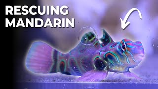 Rescuing Malnourished Green Spotted Mandarin Fish It didnt end well  Blue Reef Tank [upl. by Heron318]