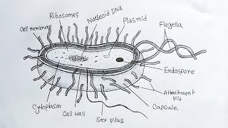 How to draw a bacteria easybacteria drawingdraw and label bacterial structure [upl. by Chrissy]