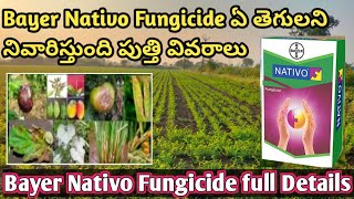 NATIVO FUNGICIDE FULL DETAILS IN TELUGU  Bayer Nativo Dose price in telugu bayer nativo in telugu [upl. by Ifill]