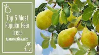 Top 5 Most Popular Pear Trees  NatureHillscom [upl. by Leugimsiul]