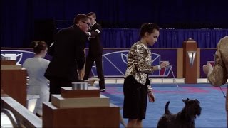 AKC Junior Showmanship Finals [upl. by Thorndike]