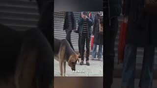 Dieser Hund hat seinen Platz wochenlang nicht verlassen ❤️ [upl. by Obie]