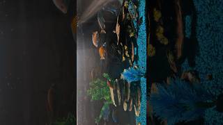 African Cichlid Tank chill aquarium africancichlids cichlid haps [upl. by Oberheim408]