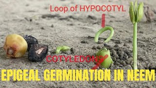 EPIGEAL GERMINATION IN NEEM SEED LIVE EXAMPLE [upl. by Assel959]