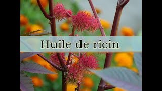 Huile de ricin \ INGRÉDIENT NATUREL COSMÉTIQUE [upl. by Ardnahcal100]