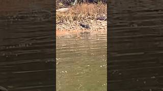 Got to watch a river otter play and swim while I was fishing [upl. by Brewster]