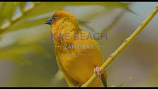 Sansi Kae Beach Resort amp Spa Zanzibar [upl. by Anirdna]