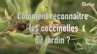 Comment reconnaître les coccinelles du jardin [upl. by Notaek]