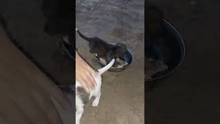 Puppy get into bowl short video [upl. by Philippa]