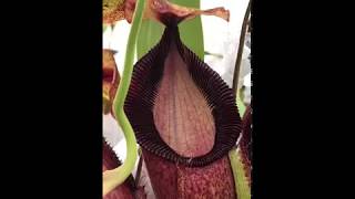 Nepenthes spathulata x hamata BE 3388 [upl. by Foscalina]