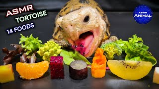 ASMR Mukbang Eating 14 Foods ✨ Turtle Tortoise 143 [upl. by Raclima]