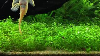 Time Lapse of Red Cherry Shrimp Eating Algae off Hemianthus Micranthemoides aka Pearl Weed  Relax [upl. by Gnod]