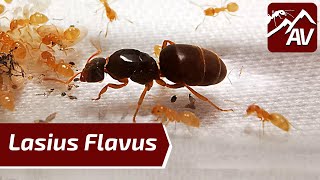 LASIUS FLAVUS YELLOW MEADOW ANTS Ant Colony Update [upl. by Raymond]