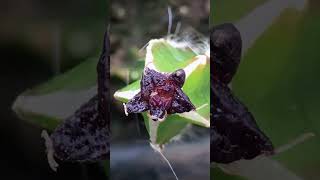 800 Day Timelapse Ariocarpus cv Godzilla shorts cactus timelapse [upl. by Nesral]