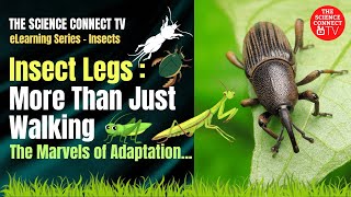 Types of Leg Modifications in Insects insects entomology [upl. by Yslek]