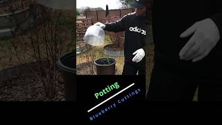 Potting blueberry cuttings garden gardening [upl. by Wan]